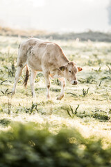 Light brown calf grazing in a sunlit grassy field at dawn, shallow depth of field pastoral rural scene © PIC by Femke