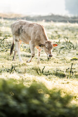 Young light-brown calf grazing in a dewy sunlit meadow at dawn, soft backlight and shallow depth of field pastoral scene © PIC by Femke