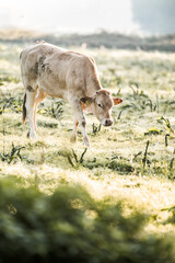 Young brown calf grazing in dewy sunlit pasture at dawn, rural farm landscape with soft bokeh and warm morning light © PIC by Femke