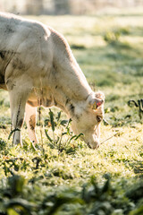 White cow grazing on sunlit dewy pasture in a rural meadow at golden hour © PIC by Femke