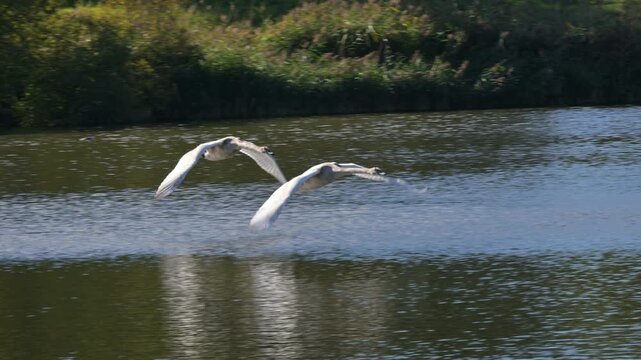 Mute Swan (Cygnus olor) juveniles flying over a lake in slow motion. October, Kent, UK [Slow motion x5]
