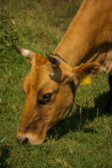 Cow grazing in a green field during daytime © Chris