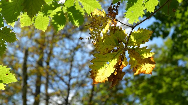 秋の八千穂高原、9月終盤の木漏れ日に揺れる、黄金色のグラデーションと虫食い跡のある葉