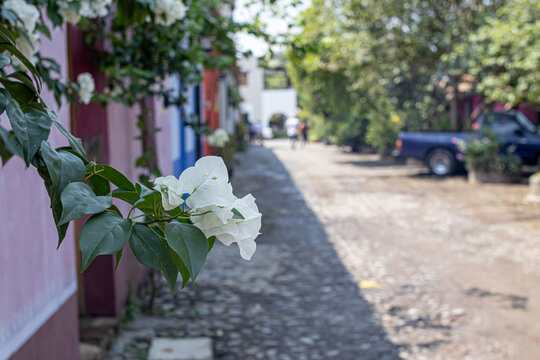 Colonial cobblestone street with white bougainvillea in Comala, Colima