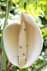 White philodendron flower with bees on the spadix in Comala, Colima © JP STUDIO