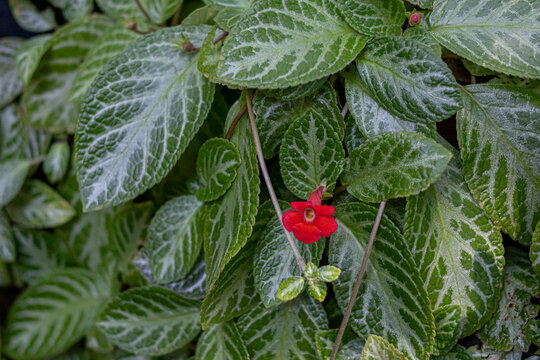 Red flame violet flower among silver variegated leaves