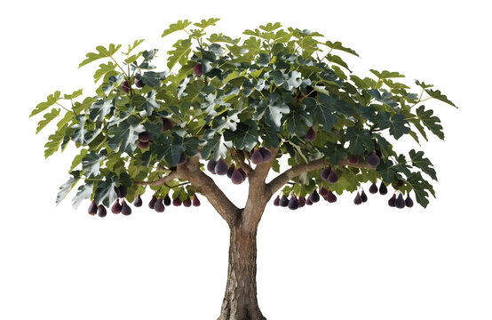 Full fig tree loaded with ripe dark purple fruit as PNG element