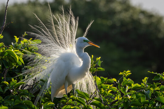 Grande aigrette et son voile nuptiale. 