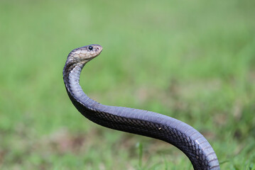 Obraz premium Javan Spitting Cobra (Naja sputatrix) Rearing Up in Defensive Hood Stance 