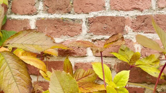 Autumn leaves gently sway against an old red brick wall. The colorful foliage creates a peaceful, nostalgic mood in Catherine Park, Pushkin in slow motion.