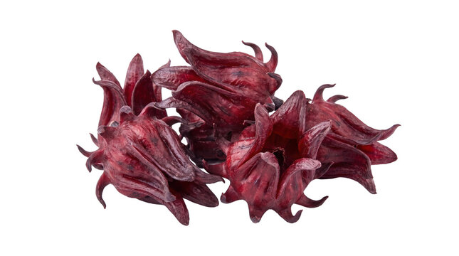 Vibrant red roselle flowers on a transparent background