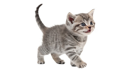 Cute fluffy striped grey scottish fold kitten domestic pet feline isolated on transparent background © Amelia
