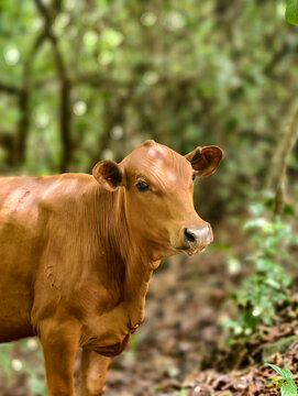 Animales de granja en el campo libres