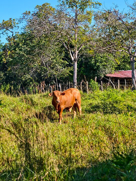 Animales de granja en el campo libres