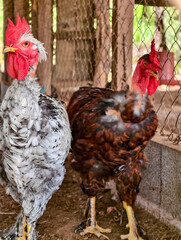 Animales de granja  © crist.cort
