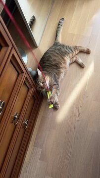 A domestic European Shorthair cat plays with a toy on a string while lying on the floor. The cat's playful mood, activity, and leisure time