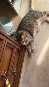 A domestic European Shorthair cat plays with a toy on a string while lying on the floor. The cat's playful mood, activity, and leisure time
