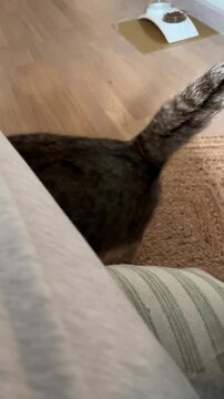 A domestic European Shorthair cat looks straight into the camera and meows, asking for attention. Cat behavior and activity, pet care