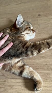 Stroking a relaxed, lying-down Domestic Shorthair cat. Cat behavior and activity, pet care