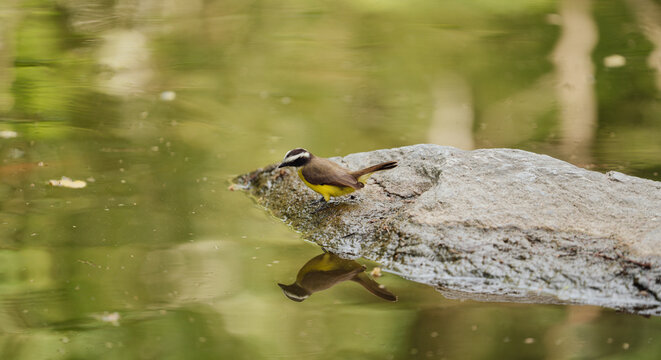 Small Yellow and Gray Wild Bird Perched on a Rock Above Calm Water