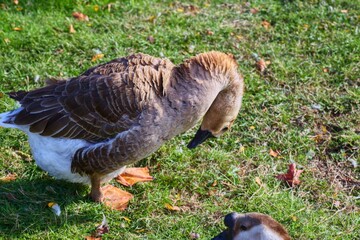 Domestic swan goose preening feathers on green grass pasture © CS Media