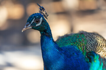 Close up profile portrait of a majestic peacock showing iridescent blue feathers © Roman Bjuty