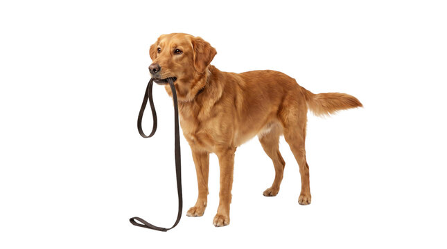 Golden retriever holding leash in mouth on a transparent background