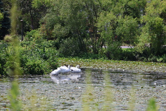 A pair of white swans roosting in a pond on a bright summer day.