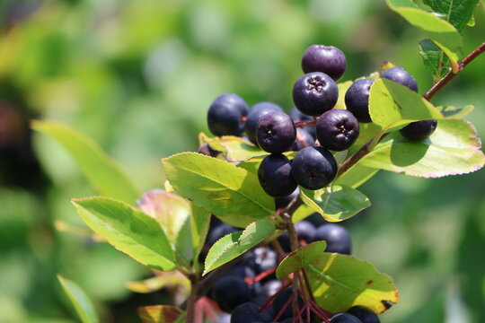 A black chokeberry bush filled with ripe berries on a bright summer day.