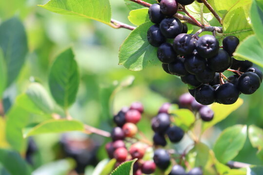 A black chokeberry bush filled with ripe berries on a bright summer day.