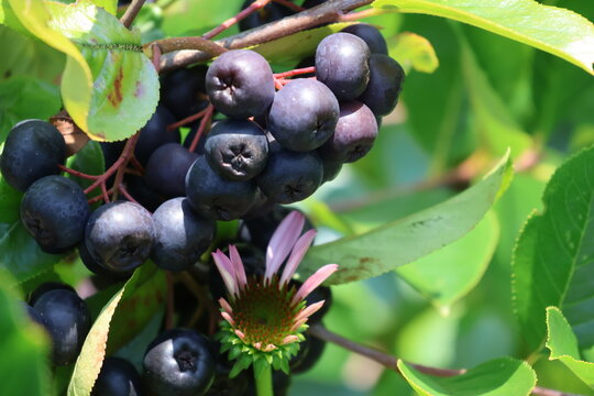 A black chokeberry bush filled with ripe berries on a bright summer day.