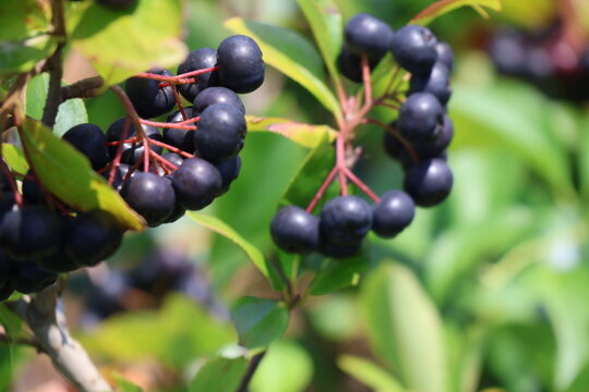 A black chokeberry bush filled with ripe berries on a bright summer day.