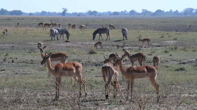 Impala (Aepyceros melampus) and zebras in Chobe National Park, Botswana, Africa.