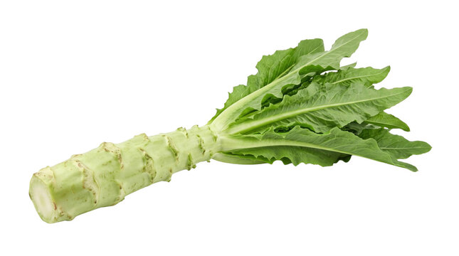 Fresh celtuce with crisp green leaves on a transparent background