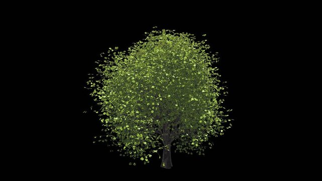 3D animation of a broadleaf tree with a large round canopy swaying in the wind with alpha channel. Low angle view looking up at the growing digital plant loop with transparent background.