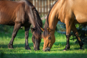 Pony grazing green grass © kwadrat70