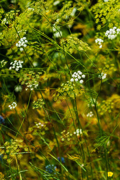 Delicate white flowering umbellifer plants with fine green foliage and slender stems growing densely in a sunlit meadow, vertical botanical nature background