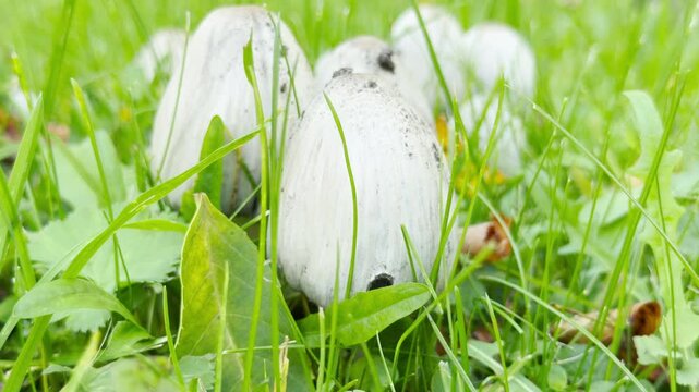Shaggy ink cap mushrooms sprout peacefully in bright green grass. Their gentle presence brings a sense of quiet wonder to Pushkin, Saint Petersburg.