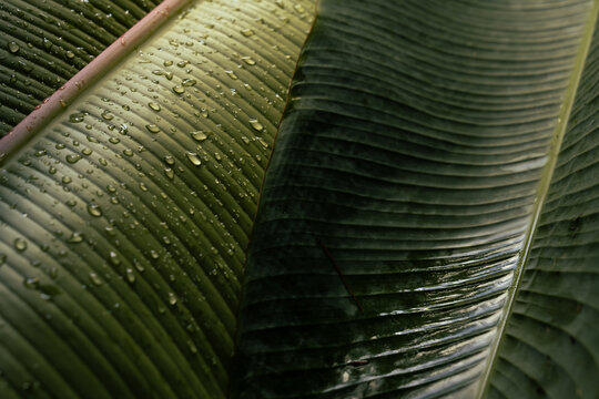 closeup Wet Leaves with Water Droplets and dark green elegant texture