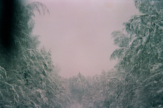 Snow covers trees in a quiet forest scene