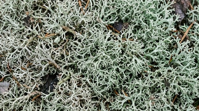 Silver green branching lichen carpet, top view macro organic texture background