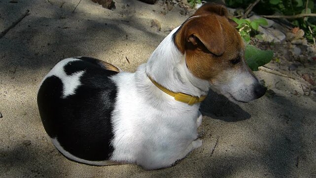 Close up shot of a Jack Russell Terrier lying on a sandy river bank, twitching its back and looking around. Attentive domestic pet resting in the shade on a hot sunny summer day outdoors.