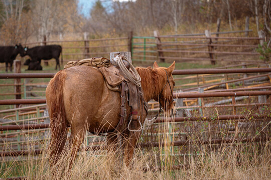 brown sorrel horse with western saddle resting tied to fence of cattle corrals