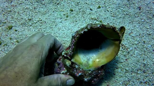Diver discovering and picking up a large queen conch shell from the sandy ocean floor