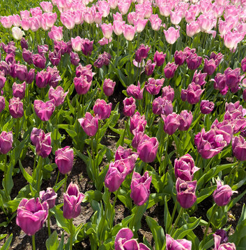 Pink and purple tulips flowers and green leaves, tulip flowerbed, bright spring day in Netherlands
