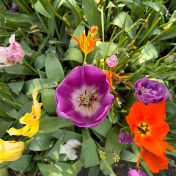 Purple tulip beside orange and yellow blooms in South Holland spring garden