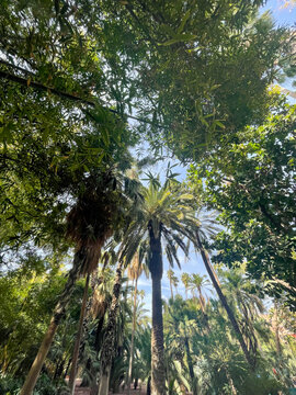 Palm grove in the lush Marrakech garden, palm trees dense green fronds, warm daylight through foliage and blue sky