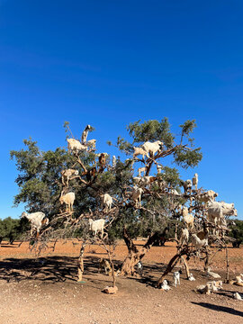 Goats perched upon an argan tree under the clear Moroccan sky in rural Souss region, dry earth, warm light. Morocco