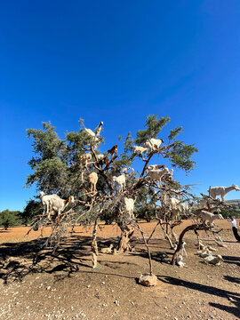 Goats perched upon an argan tree under the clear Moroccan sky in rural Souss region, dry earth, warm light. Morocco