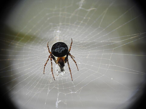 Orb weaver spider sitting in circular web with captured prey